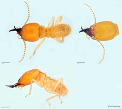 Macrotermes probeaufortensis • © Foo Maosheng • All Rights Reserved