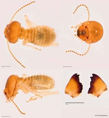 Macrotermes probeaufortensis • © Foo Maosheng • All Rights Reserved
