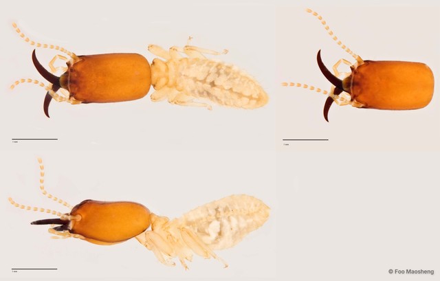 Microcerotermes sp. "A" • © Foo Maosheng • All Rights Reserved