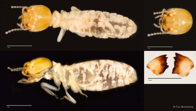 Microcerotermes sp. "A"