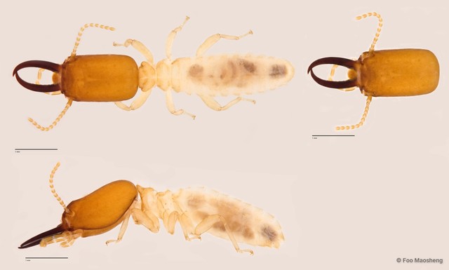 Microcerotermes sp. "B" • © Foo Maosheng • All Rights Reserved