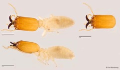 Microcerotermes crassus • © Foo Maosheng • All Rights Reserved