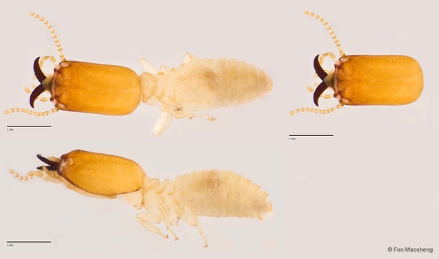 Microcerotermes crassus • © Foo Maosheng • All Rights Reserved