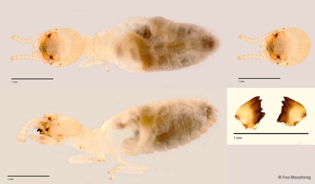 Microcerotermes crassus