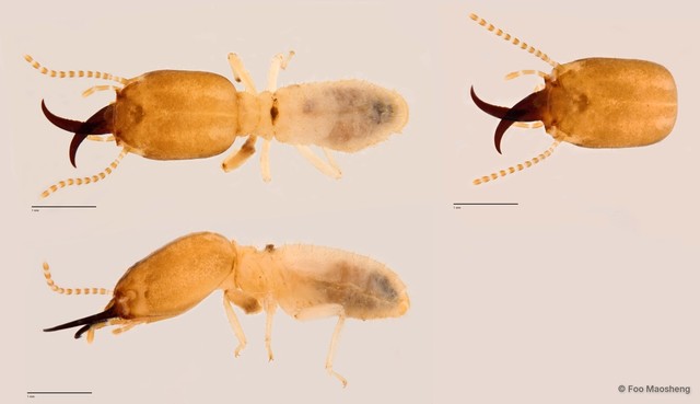 Microcerotermes duplex • © Foo Maosheng • All Rights Reserved