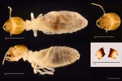 Microcerotermes havilandi • © Foo Maosheng • All Rights Reserved