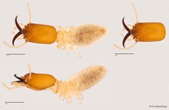 Microcerotermes sabahensis • © Foo Maosheng • All Rights Reserved