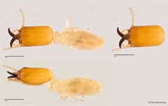 Microcerotermes serratus • © Foo Maosheng • All Rights Reserved