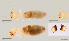 Microcerotermes serratus • © Foo Maosheng • All Rights Reserved
