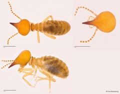 Nasutitermes sp. "A" • © Foo Maosheng • All Rights Reserved