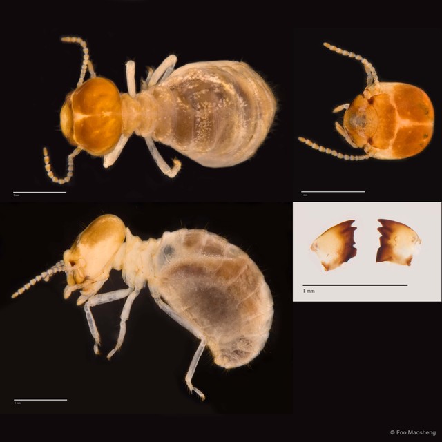 Nasutitermes sp. "A"