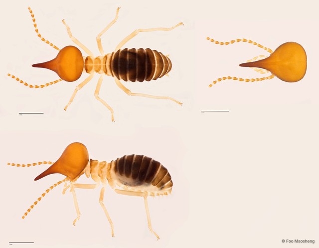 Nasutitermes atripennis • © Foo Maosheng • All Rights Reserved