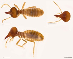 Nasutitermes matangensis • © Foo Maosheng • All Rights Reserved