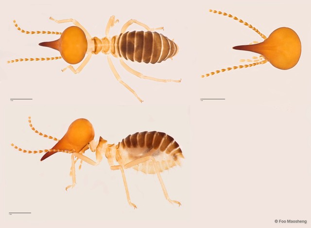 Nasutitermes proatripennis • © Foo Maosheng • All Rights Reserved