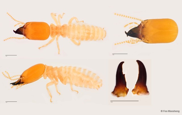 Odontotermes sp. "A" • © Foo Maosheng • All Rights Reserved