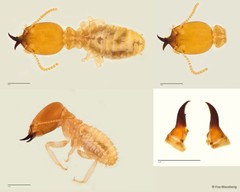 Odontotermes denticulatus