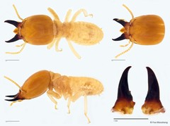 Odontotermes javanicus