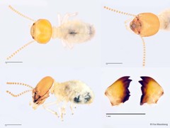 Odontotermes oblongatus • © Foo Maosheng • All Rights Reserved