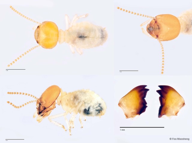 Odontotermes oblongatus