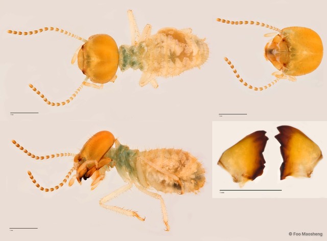 Odontotermes prodives