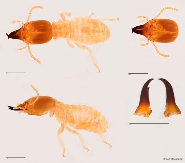 Odontotermes sarawakensis • © Foo Maosheng • All Rights Reserved