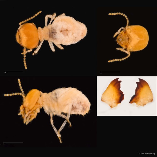 Odontotermes sarawakensis