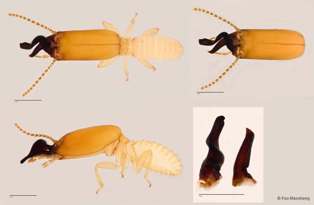 Pericapritermes dolichocephalus • © Foo Maosheng • All Rights Reserved