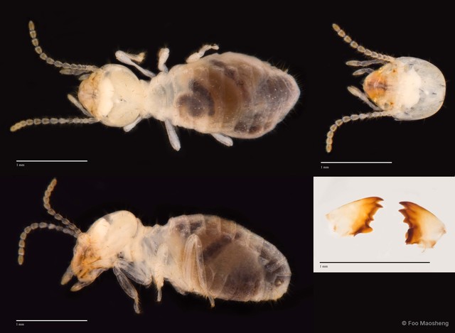 Pericapritermes nitobei