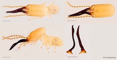 Procapritermes sp. "A" • © Foo Maosheng • All Rights Reserved