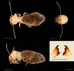 Procapritermes sp. "A" • © Foo Maosheng • All Rights Reserved