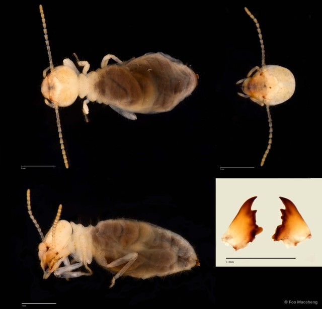 Procapritermes sp. "A"
