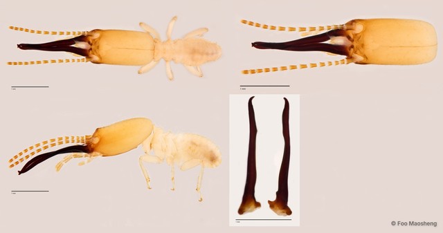 Procapritermes sp. "B" • © Foo Maosheng • All Rights Reserved