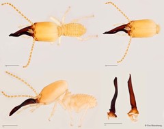 Procapritermes sp. "F"