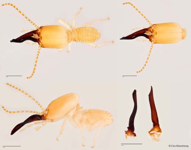 Procapritermes sp. "F" • © Foo Maosheng • All Rights Reserved
