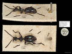 Anthicidae sp. "AYC 269" • © Ang Yuchen • All Rights Reserved