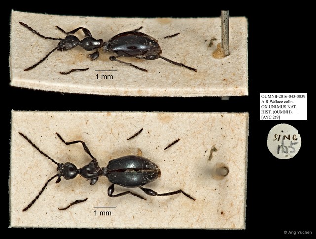 Anthicidae sp. "AYC 269" • © Ang Yuchen • All Rights Reserved
