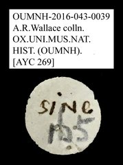 Anthicidae sp. "AYC 269" • All Rights Reserved Museum Label