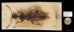 Macratria sp. "AYC 277" • © Ang Yuchen • All Rights Reserved