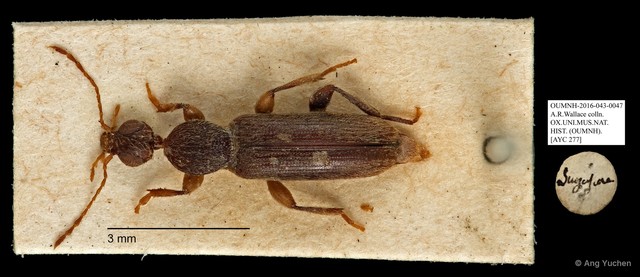 Macratria sp. "AYC 277" • © Ang Yuchen • All Rights Reserved