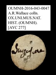 Macratria sp. "AYC 277" • All Rights Reserved Museum Label