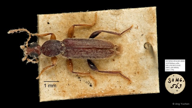 Macratria sp. "AYC 278" • © Ang Yuchen • All Rights Reserved