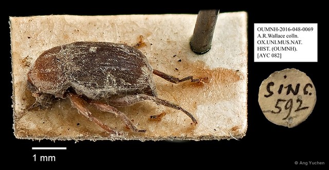 Anthribidae sp. "AYC 082" • © Ang Yuchen • All Rights Reserved