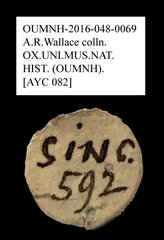 Anthribidae sp. "AYC 082" • All Rights Reserved Museum Label