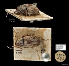 Anthribidae sp. "AYC 083" • © Ang Yuchen • All Rights Reserved