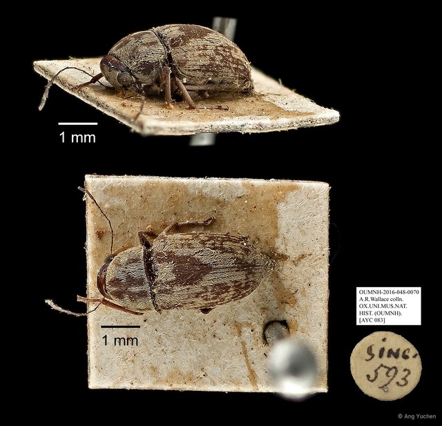 Anthribidae sp. "AYC 083" • © Ang Yuchen • All Rights Reserved