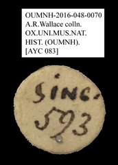 Anthribidae sp. "AYC 083" • All Rights Reserved Museum Label