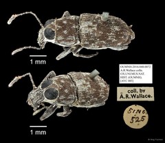 Anthribidae sp. "AYC 085" • © Ang Yuchen • All Rights Reserved