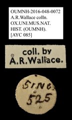 Anthribidae sp. "AYC 085" • All Rights Reserved Museum Label