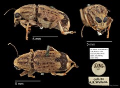 Anthribidae sp. "AYC 086" • © Ang Yuchen • All Rights Reserved