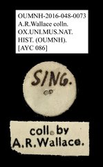 Anthribidae sp. "AYC 086" • All Rights Reserved Museum Label